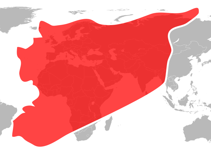 Siria aumentata dell'1% per ogni morto da inizio conflitto